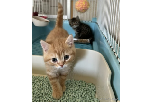 成約済の千葉県のミヌエット-54628